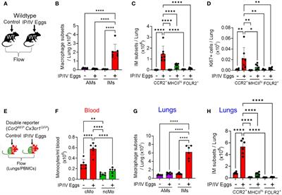 Interstitial macrophage phenotypes in Schistosoma-induced pulmonary hypertension